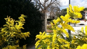 Mimosa in agriturismo con trullo