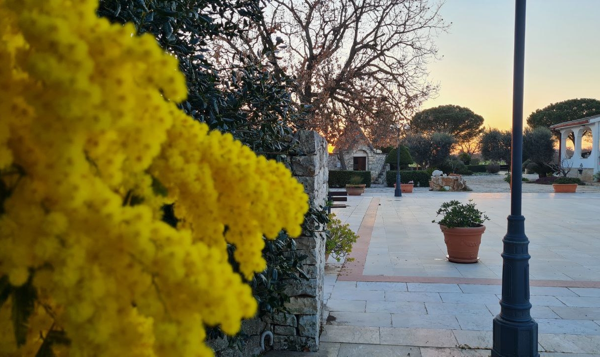 Mimosa e trullo al tramonto