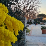 Mimosa e trullo al tramonto