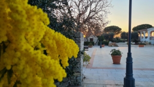 Mimosa e trullo al tramonto